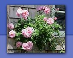 Photo: HCH property flowers